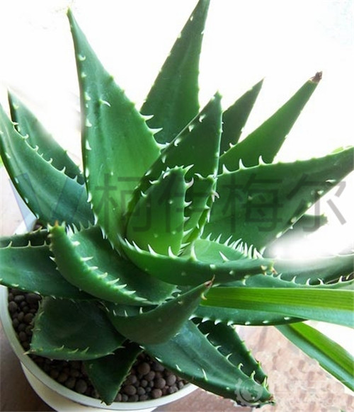 盤(pán)點(diǎn)植物界去除甲醛的植物高手--蘆薈
