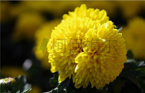 盤(pán)點(diǎn)植物界去除甲醛的植物高手--菊花